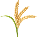 cess nutrition ltd logo